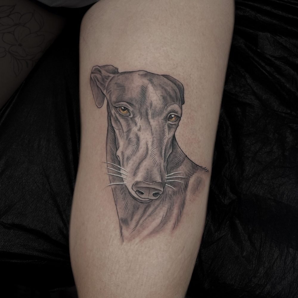 tattoo-illustrativo-perro-galgo-realismo